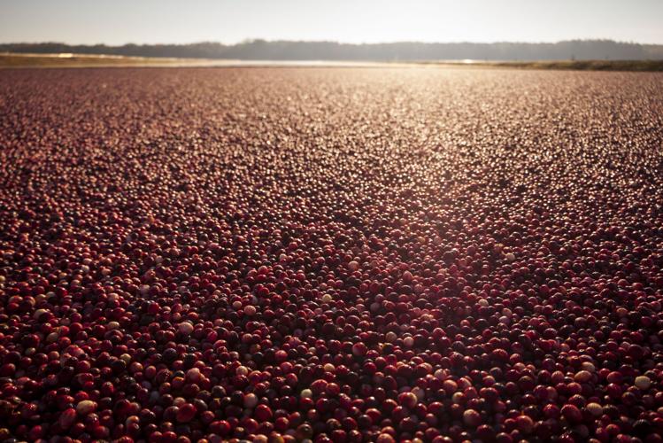 cranberries