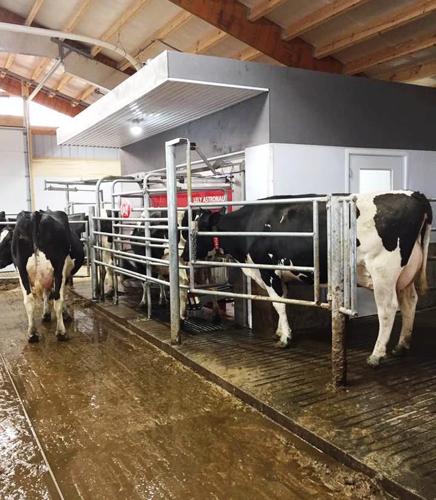 Cows waiting to be milked by robot