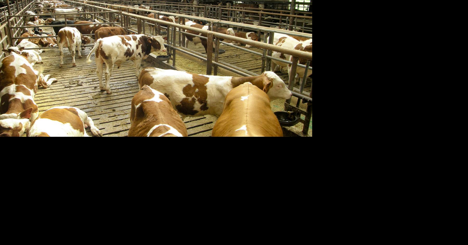 Waste food converted into animal feed