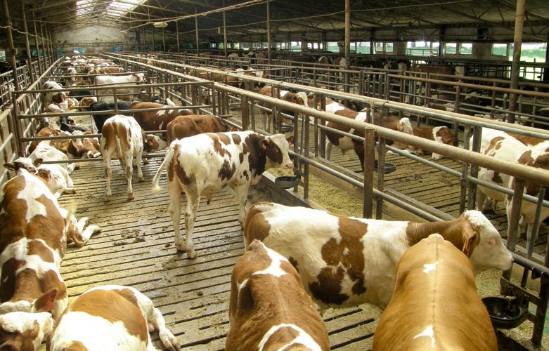 Dairy cows in barn