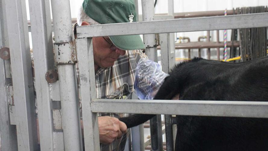 A veterinarian preg checks a cow