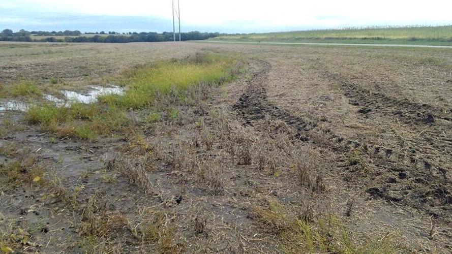 Ruts in wet field