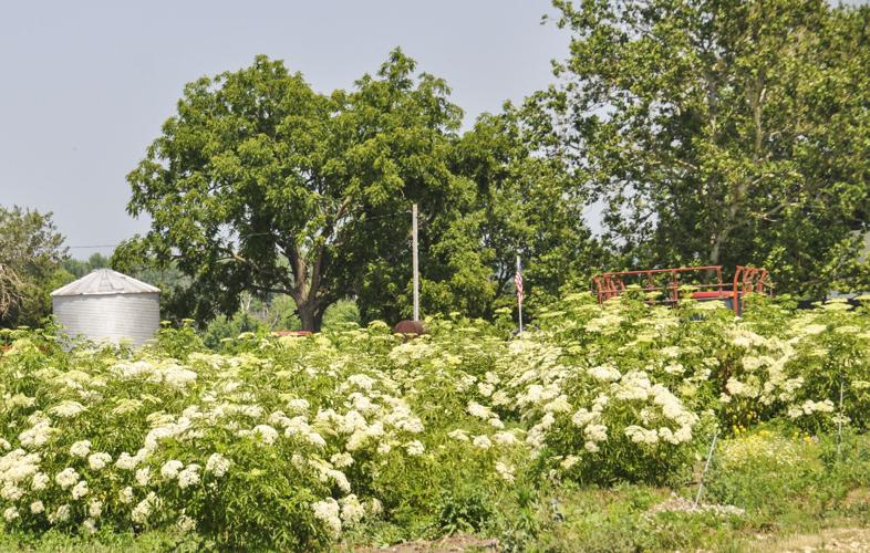 Blooming elderberries