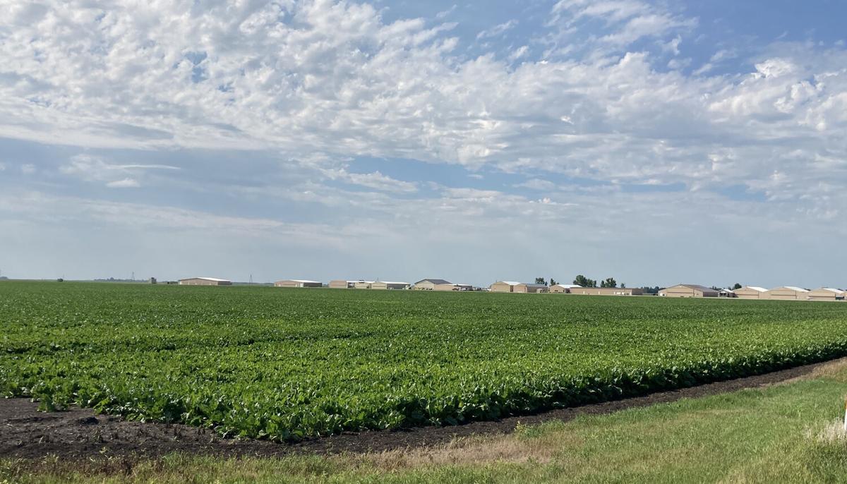 Hot weather sweeps in as producers cut canola, dig beets