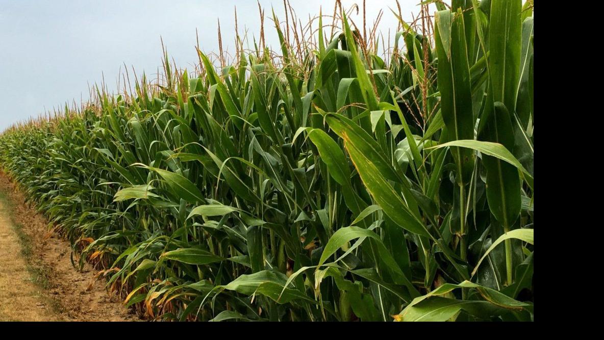 Rotate corn for better soil health Crops