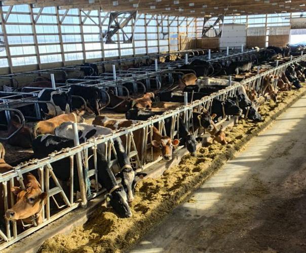 Cows eat in freestall barn