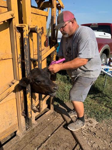 Implanting a calf