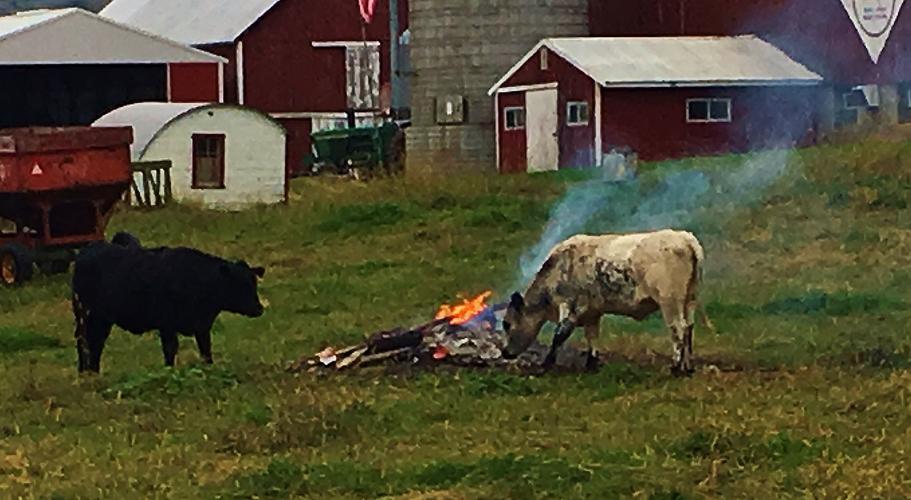 Where are the marshmallows?