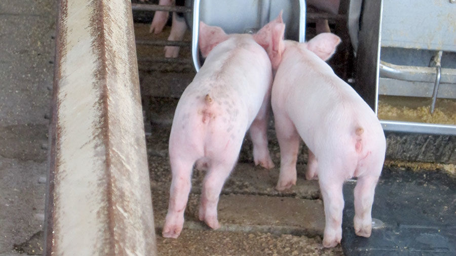Small pigs at water