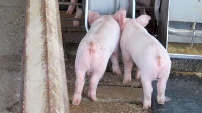 Small pigs at water