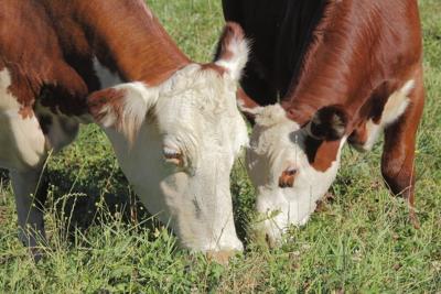 Beefs cows in field on pasture