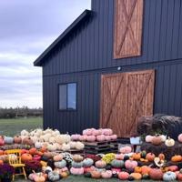 Seedstock producers build agritourism business on their ranch