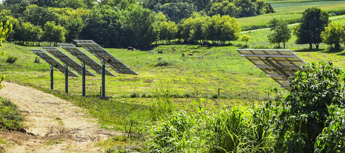 Solar panels on dairy farm