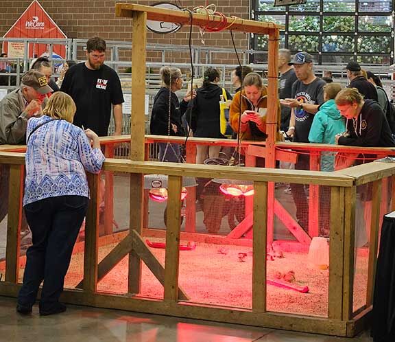 chick hatchery Iowa State Fair