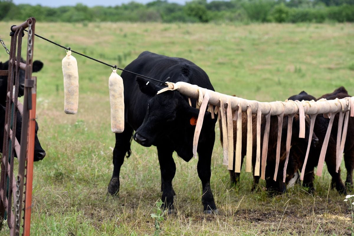 Cattle Ticks Vaccine 3.jpeg