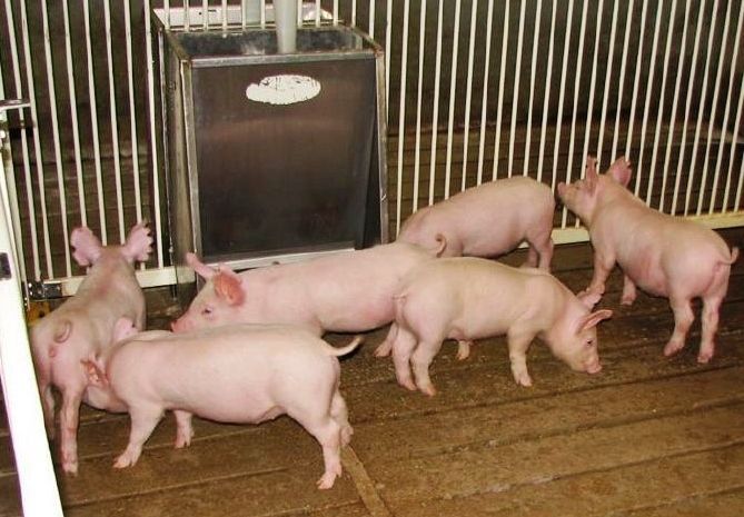 Pigs in finishing pen