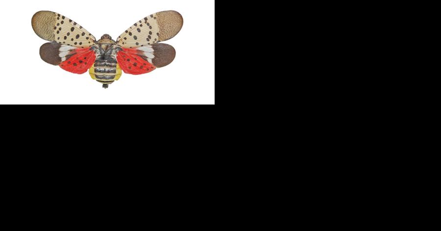 Warmer winter gives boost to insects 'cozy' under ground - Vimarsana News
