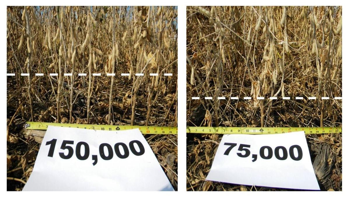 Soybean plant differences
