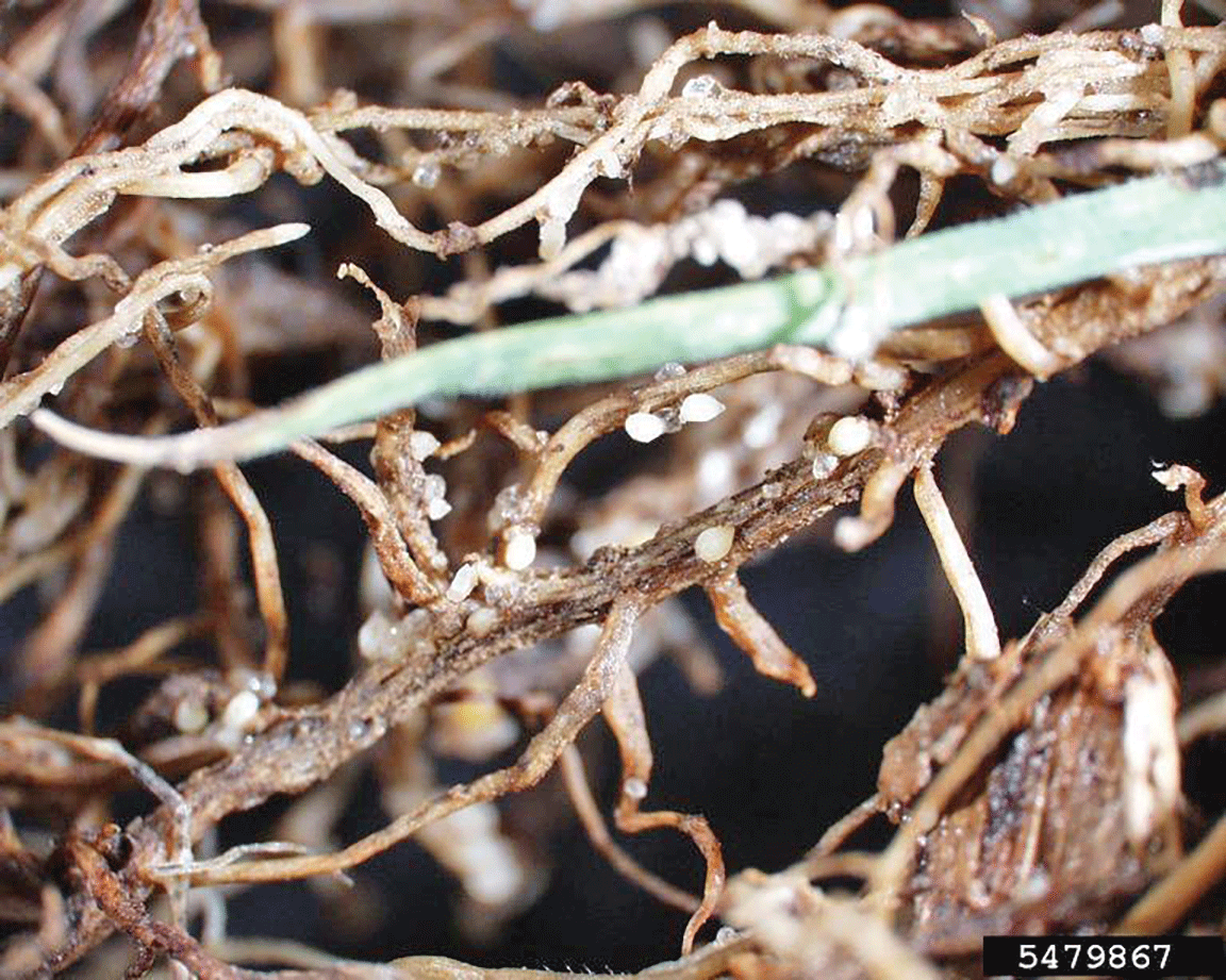 Soybean cyst nematode females