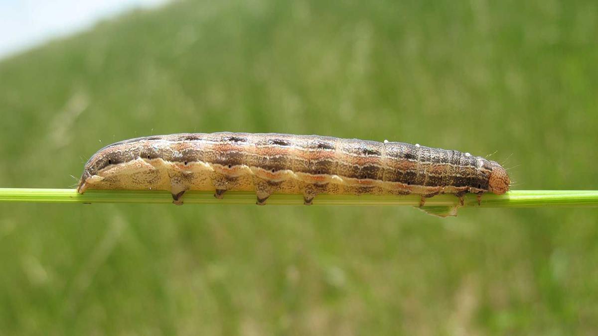 Armyworm-photo-1