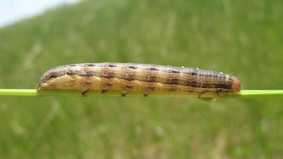 Armyworm-photo-1