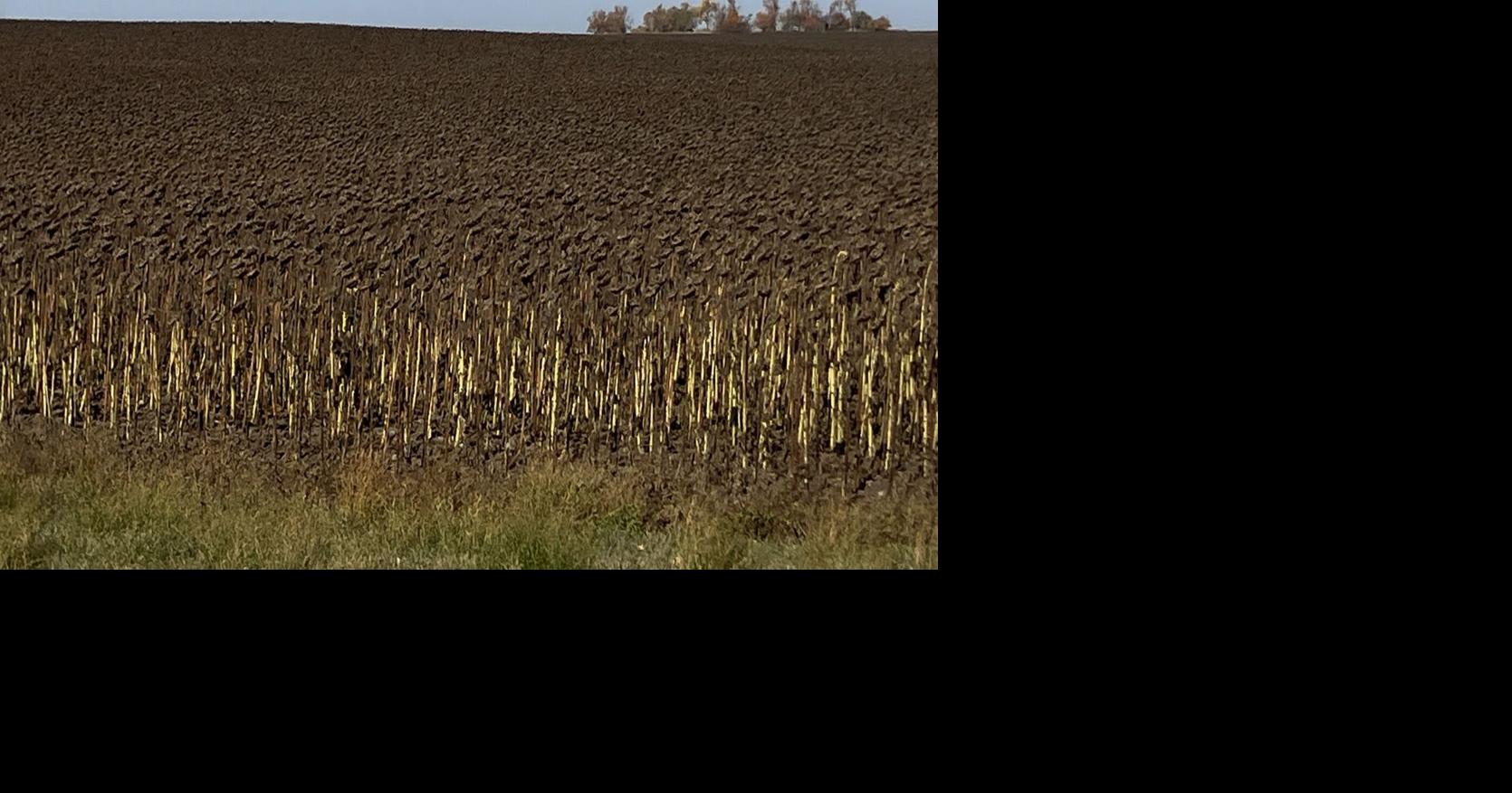 Soybean harvest in full swing, some begin cutting corn