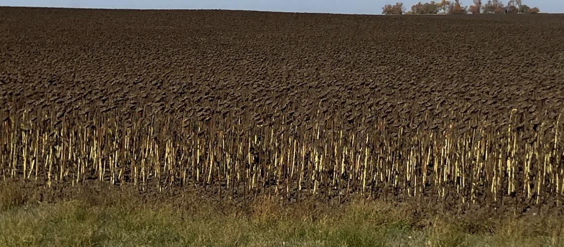 Sunflower fields turn