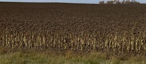 Soybean harvest in full swing, some begin cutting corn