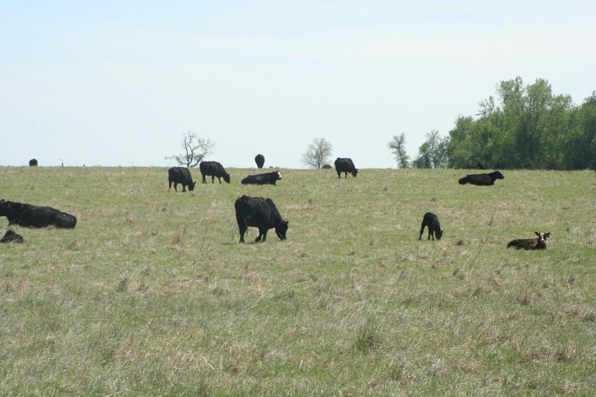 Cattle on pasture
