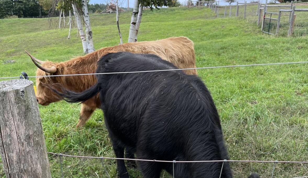 Cattle grazing