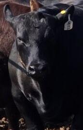 Dakota Feeder Calf Show and Feedout