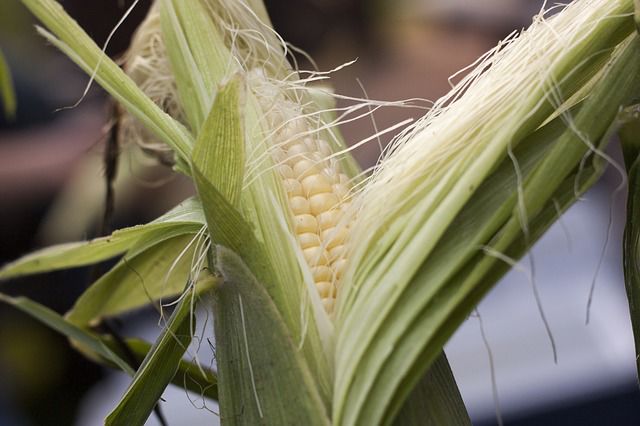 Sweet corn gardening