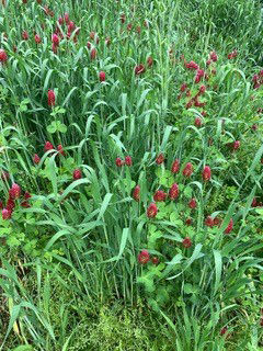 Cover-crop mix including Balsana clover