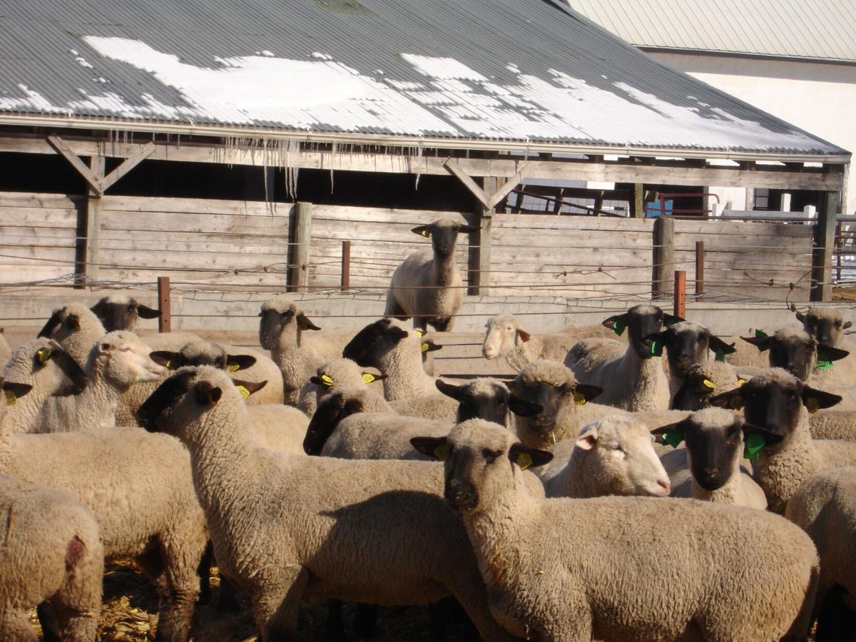 Sheep