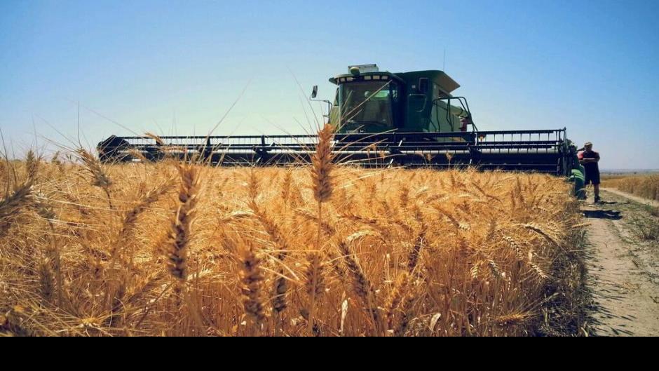 Small grain harvest begins in North Dakota Crop