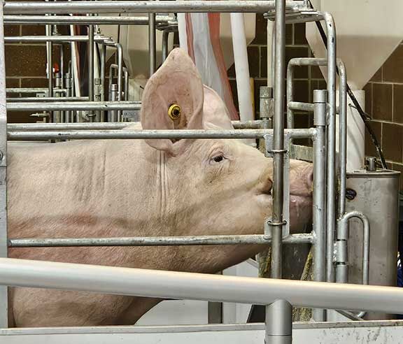pig Iowa State Fair