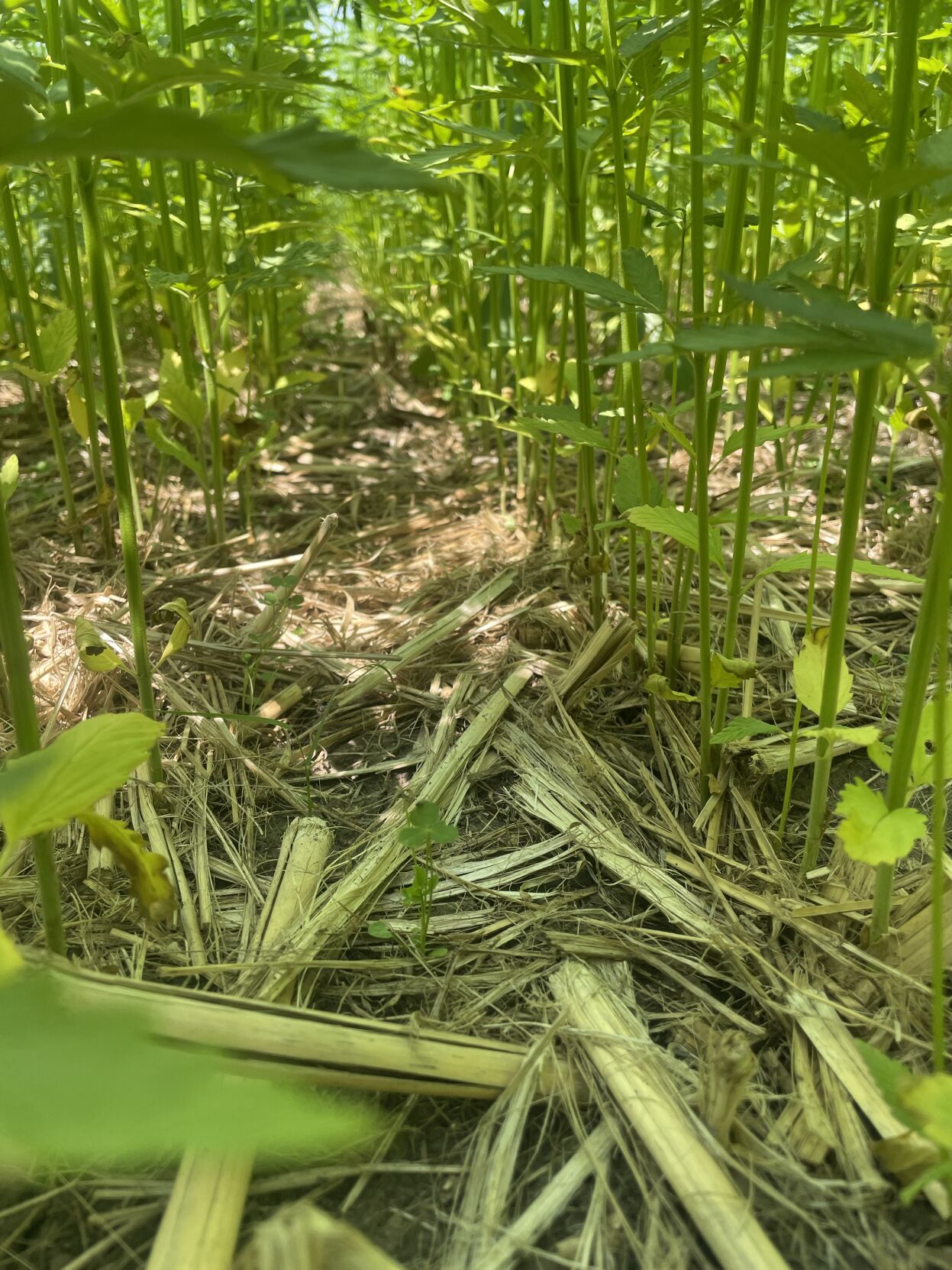 CW Burggraff (3).jpg