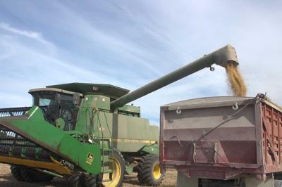 Stanley Bejma loads soybeans