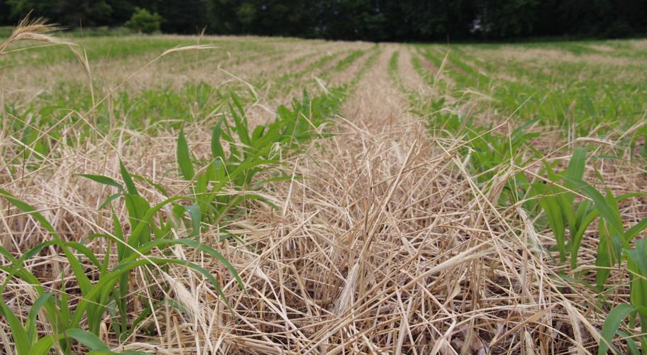 Young crops grow in field