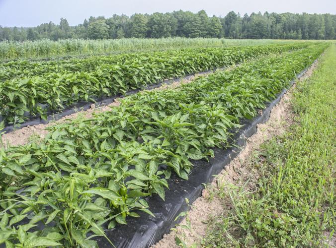 Crops