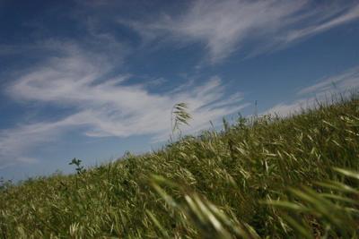 Grassland