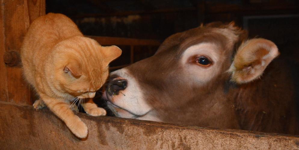 A Brown Swiss heifer sniffs an orange cat