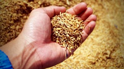 Crop insurance rises to top of new farm bill needs