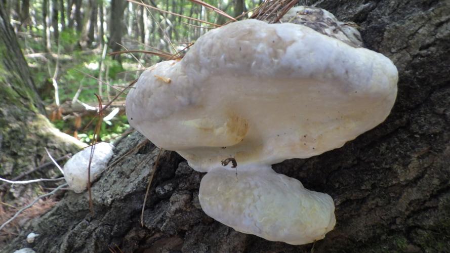 Fungus