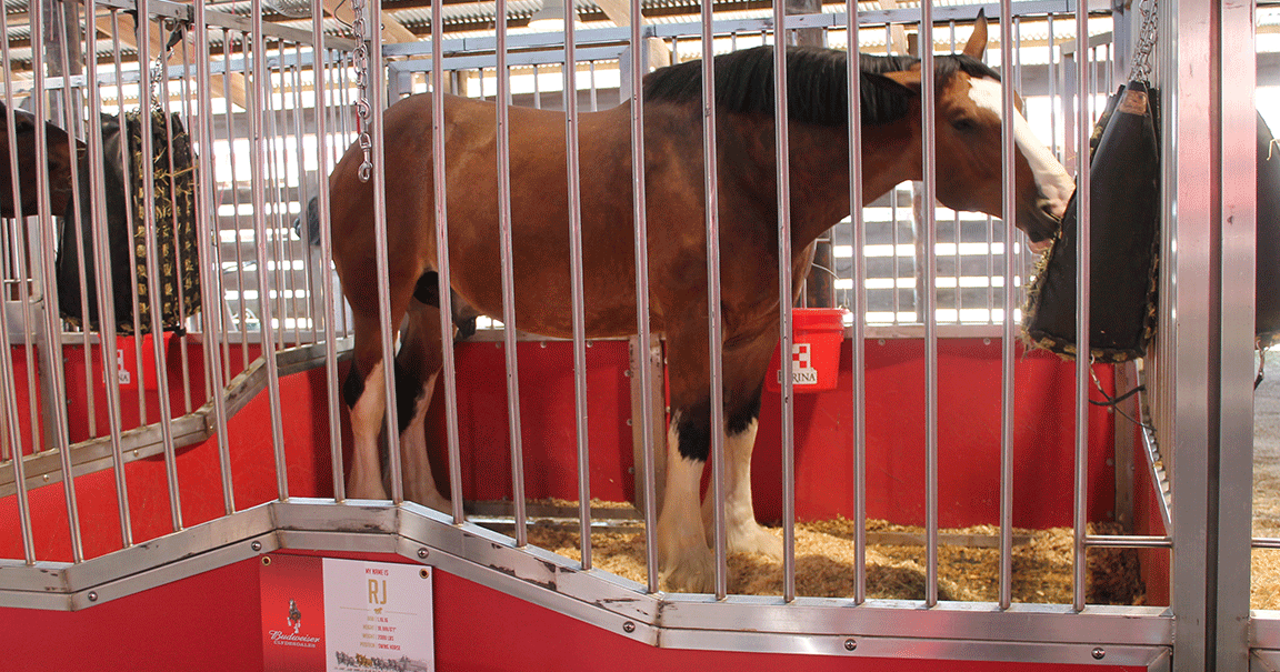 Budweiser Clydesdales