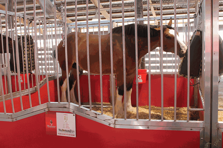 Budweiser Clydesdales
