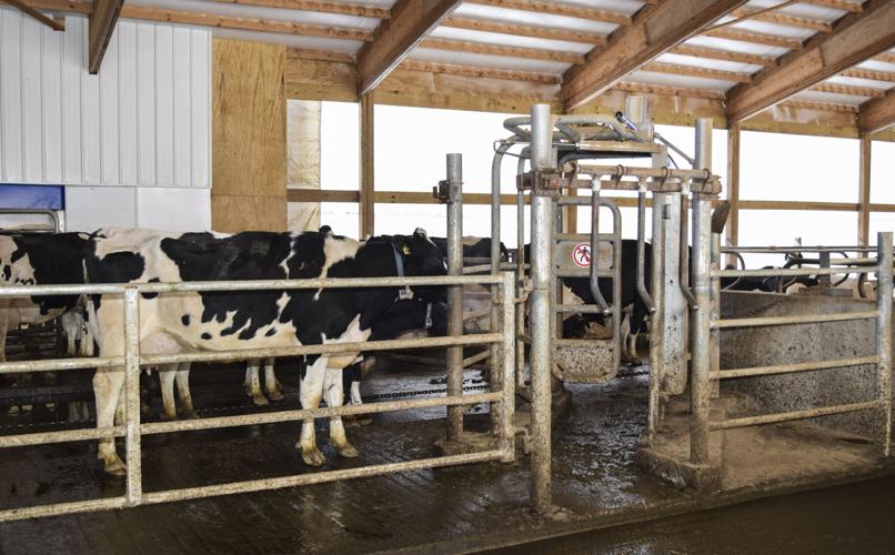 Robotic-milking system design in freestall at Zwieg's Maple Acres
