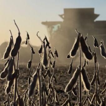Spears finish with soybeans