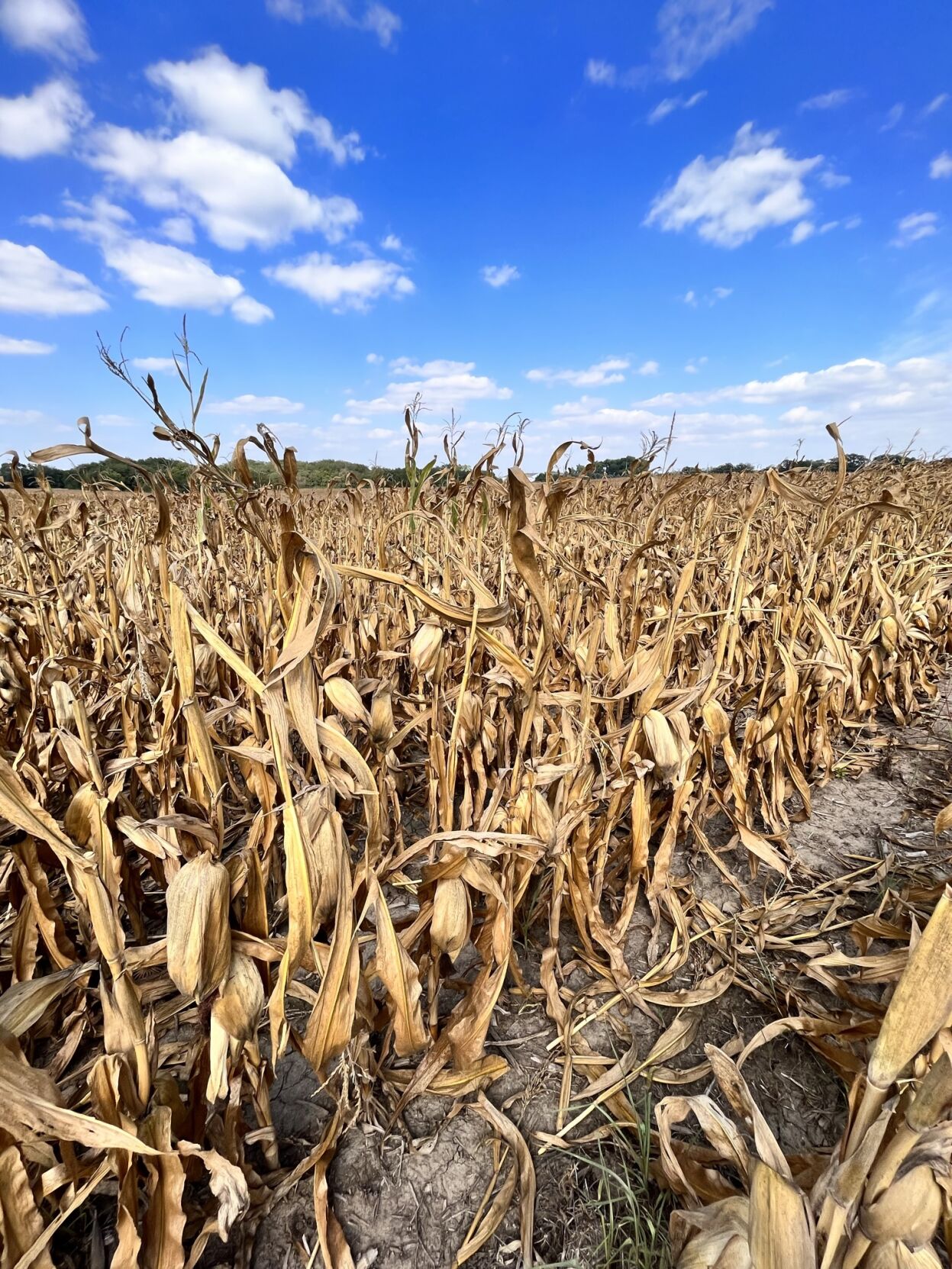 Crop stress.JPEG