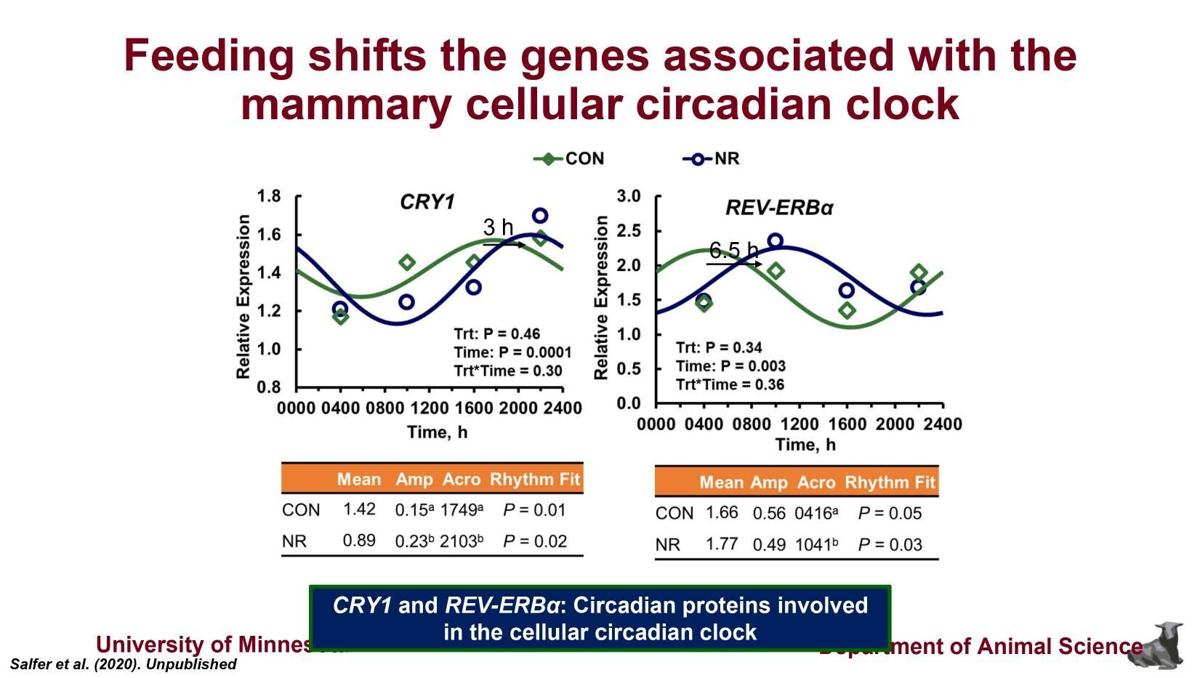 Feeding shifts genes associated with mammary cellular circadian clock
